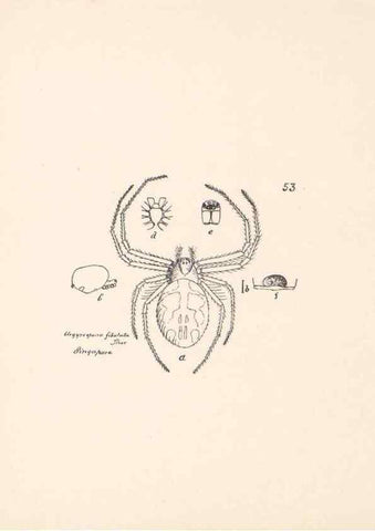 Reproducción/Reproduction 24175297459: Malaysian spiders.. Belfast :T. Workman,1896-1900.