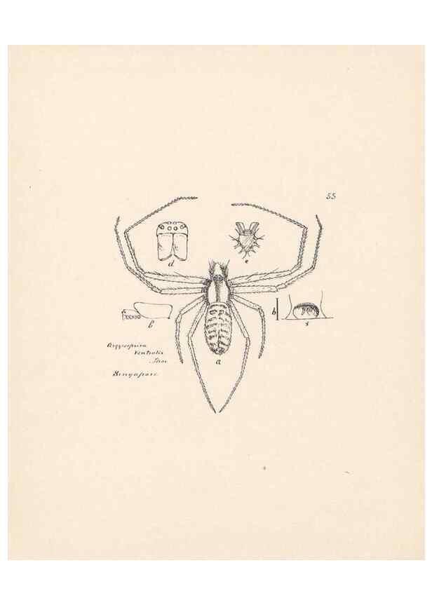 Reproducción/Reproduction 23916276843: Malaysian spiders.. Belfast :T. Workman,1896-1900.
