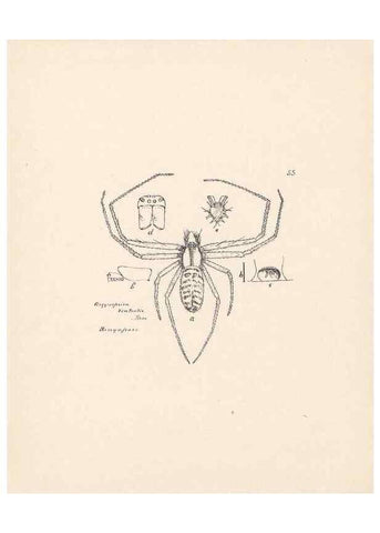 Reproducción/Reproduction 23916276843: Malaysian spiders.. Belfast :T. Workman,1896-1900.