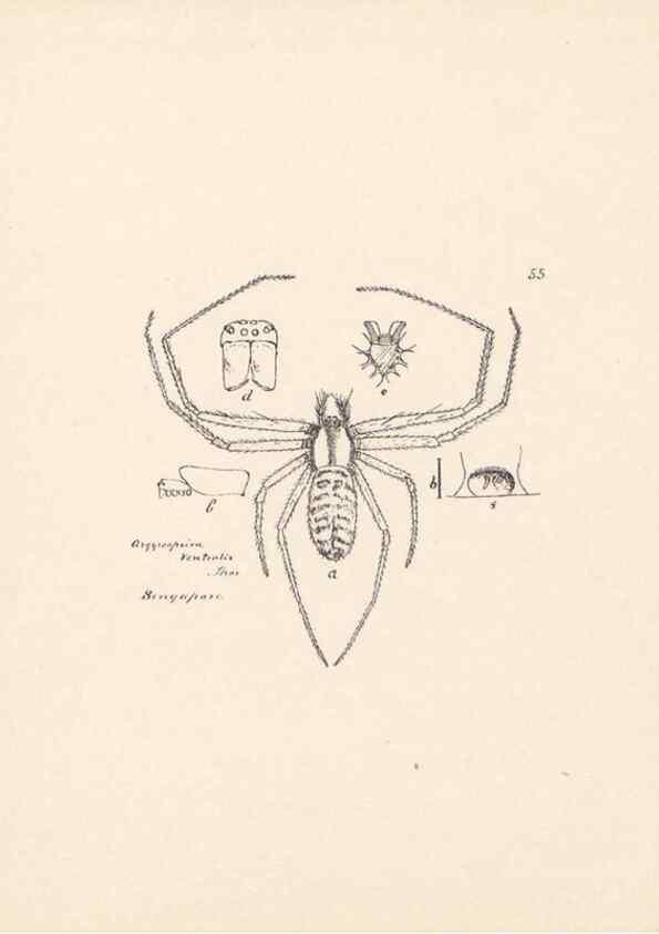 Reproducción/Reproduction 23916276843: Malaysian spiders.. Belfast :T. Workman,1896-1900.
