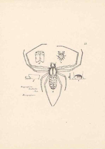Reproducción/Reproduction 23916276843: Malaysian spiders.. Belfast :T. Workman,1896-1900.