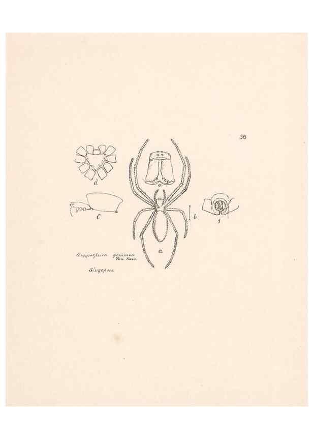 Reproducción/Reproduction 24516890416: Malaysian spiders.. Belfast :T. Workman,1896-1900.