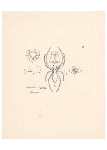Reproducción/Reproduction 24516890416: Malaysian spiders.. Belfast :T. Workman,1896-1900.