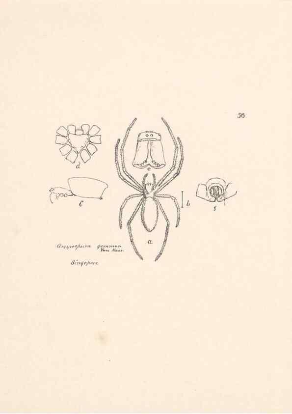 Reproducción/Reproduction 24516890416: Malaysian spiders.. Belfast :T. Workman,1896-1900.