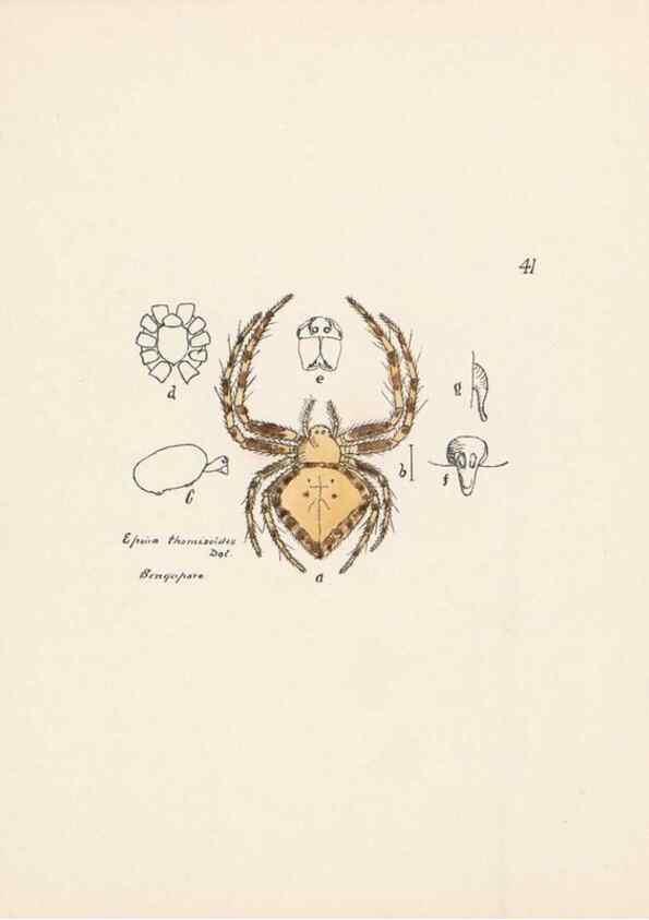 Reproducción/Reproduction 24175267839: Malaysian spiders.. Belfast :T. Workman,1896-1900.