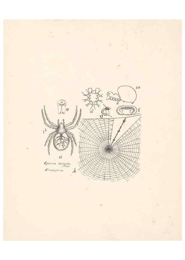 Reproducción/Reproduction 24434743822: Malaysian spiders.. Belfast :T. Workman,1896-1900.