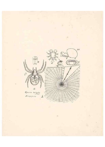 Reproducción/Reproduction 24434743822: Malaysian spiders.. Belfast :T. Workman,1896-1900.