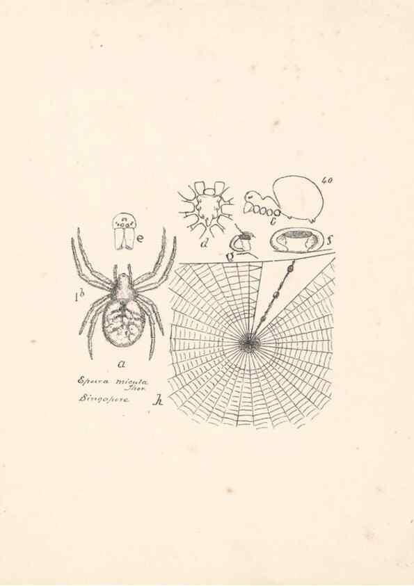 Reproducción/Reproduction 24434743822: Malaysian spiders.. Belfast :T. Workman,1896-1900.