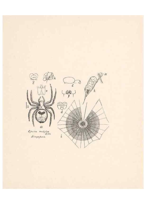 Reproducción/Reproduction 24175263599: Malaysian spiders.. Belfast :T. Workman,1896-1900.