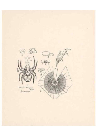 Reproducción/Reproduction 24175263599: Malaysian spiders.. Belfast :T. Workman,1896-1900.