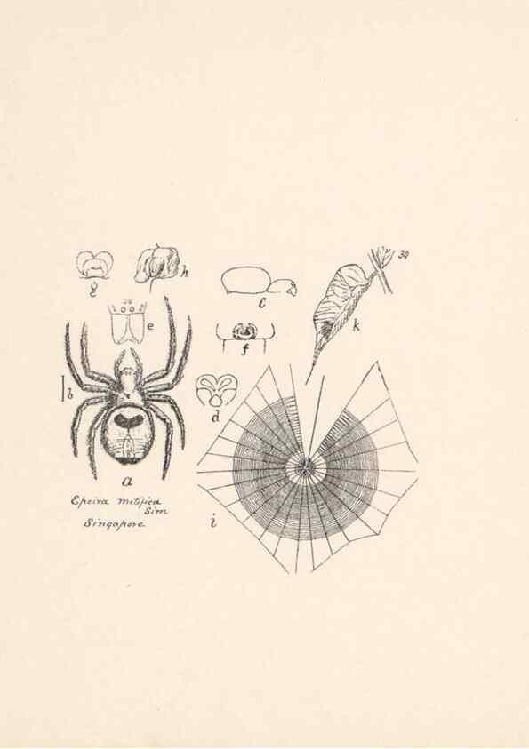 Reproducción/Reproduction 24175263599: Malaysian spiders.. Belfast :T. Workman,1896-1900.