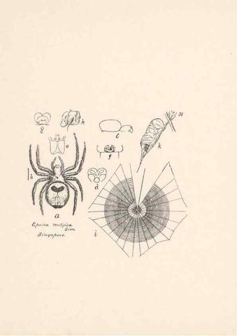 Reproducción/Reproduction 24175263599: Malaysian spiders.. Belfast :T. Workman,1896-1900.