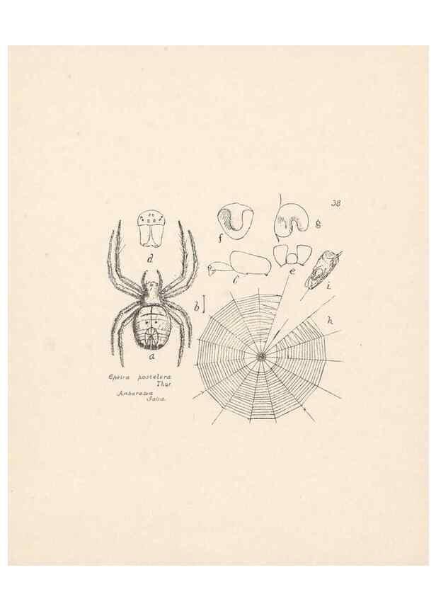 Reproducción/Reproduction 24516843596: Malaysian spiders.. Belfast :T. Workman,1896-1900.