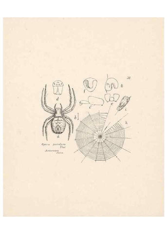 Reproducción/Reproduction 24516843596: Malaysian spiders.. Belfast :T. Workman,1896-1900.