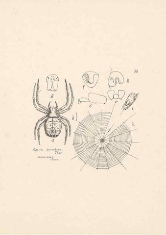 Reproducción/Reproduction 24516843596: Malaysian spiders.. Belfast :T. Workman,1896-1900.