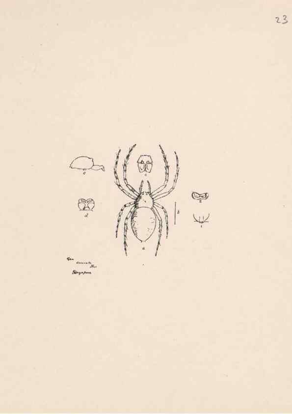 Reproducción/Reproduction 24542987045: Malaysian spiders.. Belfast :T. Workman,1896-1900.