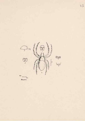 Reproducción/Reproduction 24542987045: Malaysian spiders.. Belfast :T. Workman,1896-1900.