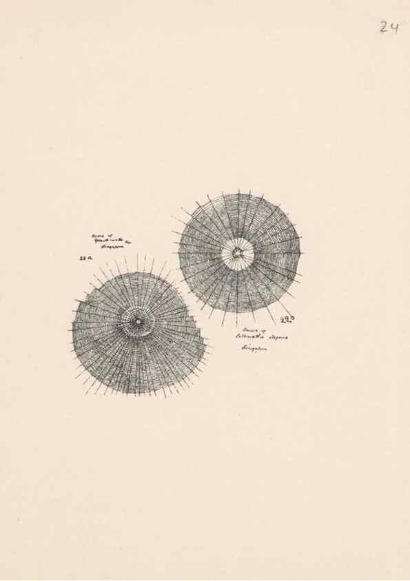 Reproducción/Reproduction 24175222729: Malaysian spiders.. Belfast :T. Workman,1896-1900.