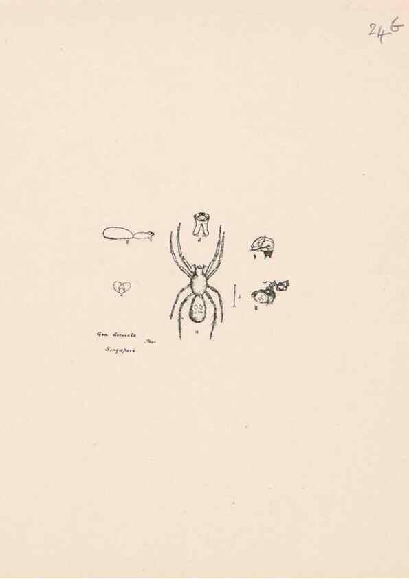 Reproducción/Reproduction 24175224129: Malaysian spiders.. Belfast :T. Workman,1896-1900.