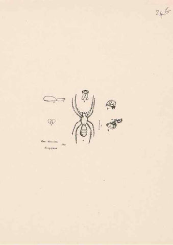 Reproducción/Reproduction 24175224129: Malaysian spiders.. Belfast :T. Workman,1896-1900.