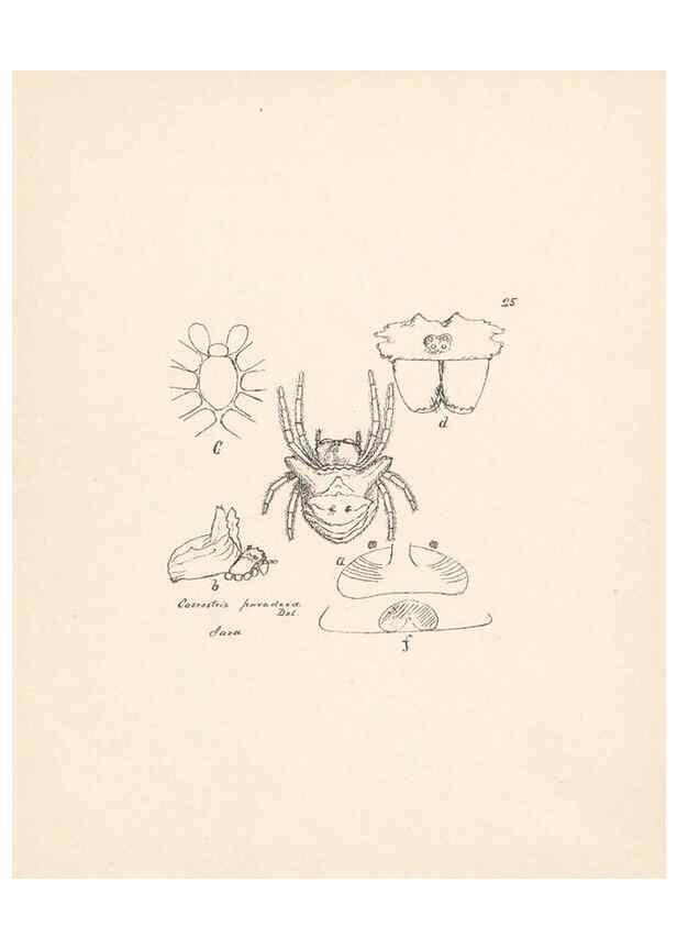 Reproducción/Reproduction 24434705432: Malaysian spiders.. Belfast :T. Workman,1896-1900.