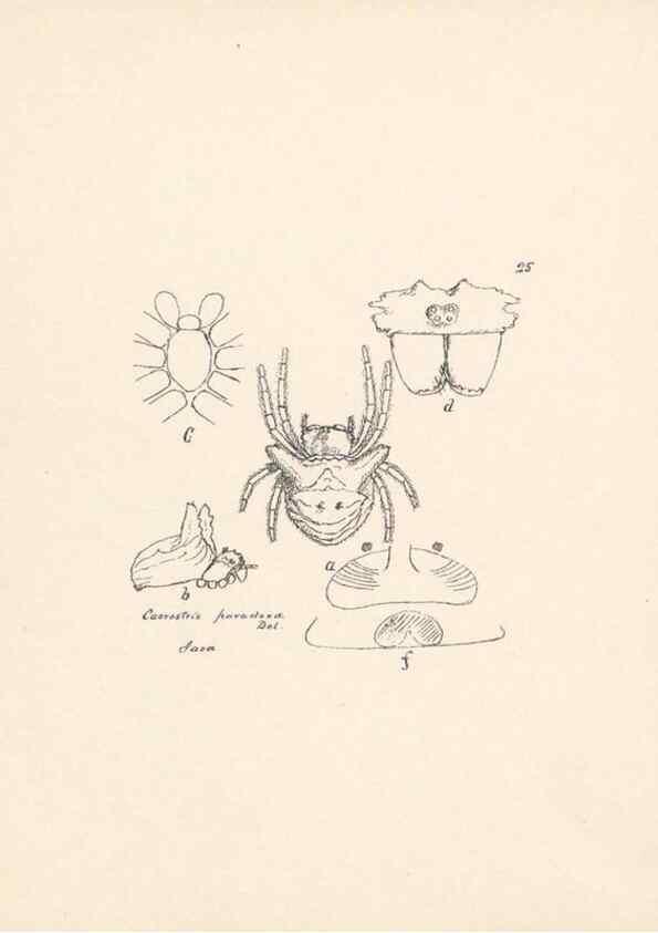 Reproducción/Reproduction 24434705432: Malaysian spiders.. Belfast :T. Workman,1896-1900.