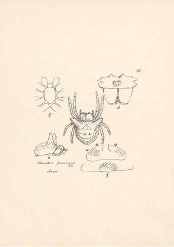 Reproducción/Reproduction 24434705432: Malaysian spiders.. Belfast :T. Workman,1896-1900.