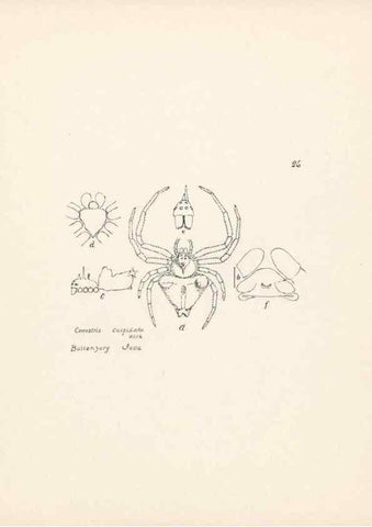 Reproducción/Reproduction 23916201503: Malaysian spiders.. Belfast :T. Workman,1896-1900.