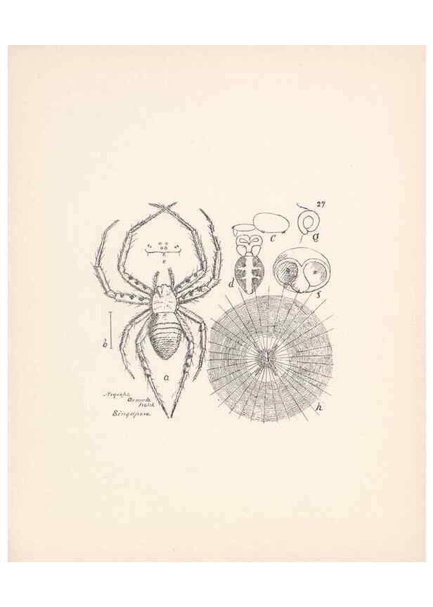Reproducción/Reproduction 23916204823: Malaysian spiders.. Belfast :T. Workman,1896-1900.