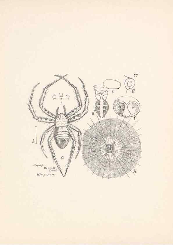 Reproducción/Reproduction 23916204823: Malaysian spiders.. Belfast :T. Workman,1896-1900.