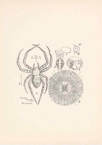 Reproducción/Reproduction 23916204823: Malaysian spiders.. Belfast :T. Workman,1896-1900.