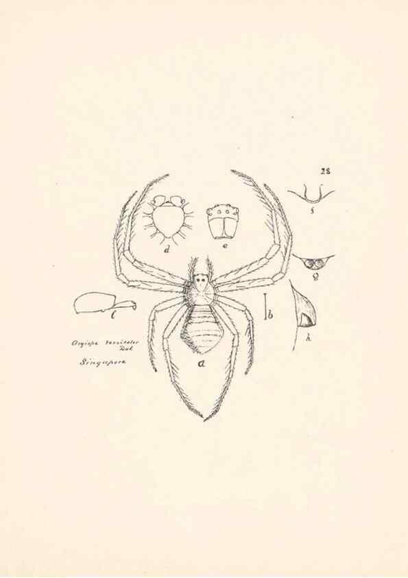 Reproducción/Reproduction 24516815956: Malaysian spiders.. Belfast :T. Workman,1896-1900.