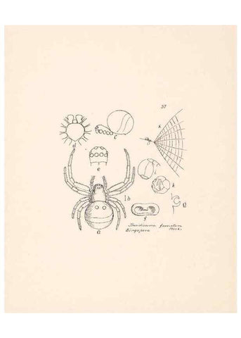 Reproducción/Reproduction 24175307679: Malaysian spiders.. Belfast :T. Workman,1896-1900.