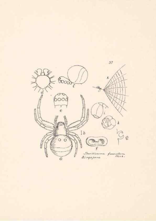 Reproducción/Reproduction 24175307679: Malaysian spiders.. Belfast :T. Workman,1896-1900.
