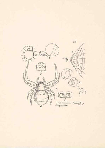 Reproducción/Reproduction 24175307679: Malaysian spiders.. Belfast :T. Workman,1896-1900.
