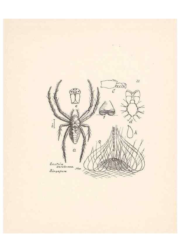 Reproducción/Reproduction 24175243569: Malaysian spiders.. Belfast :T. Workman,1896-1900.