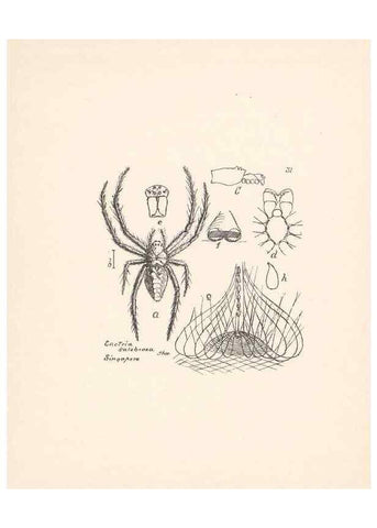Reproducción/Reproduction 24175243569: Malaysian spiders.. Belfast :T. Workman,1896-1900.