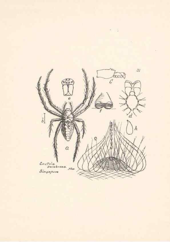 Reproducción/Reproduction 24175243569: Malaysian spiders.. Belfast :T. Workman,1896-1900.