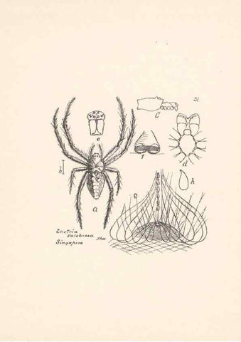 Reproducción/Reproduction 24175243569: Malaysian spiders.. Belfast :T. Workman,1896-1900.