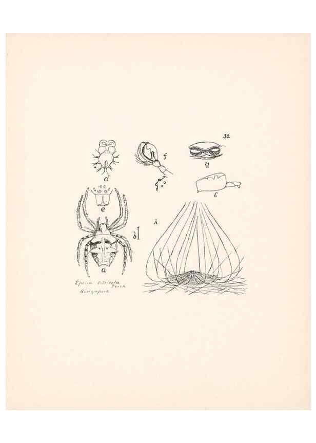 Reproducción/Reproduction 24175245009: Malaysian spiders.. Belfast :T. Workman,1896-1900.