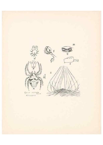 Reproducción/Reproduction 24175245009: Malaysian spiders.. Belfast :T. Workman,1896-1900.