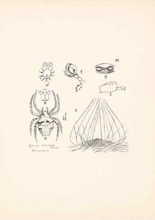 Reproducción/Reproduction 24175245009: Malaysian spiders.. Belfast :T. Workman,1896-1900.