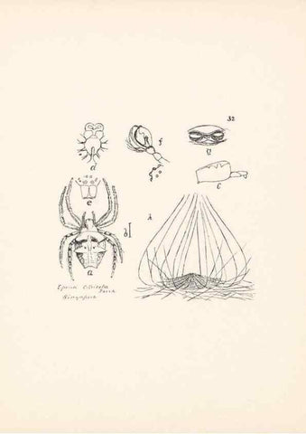 Reproducción/Reproduction 24175245009: Malaysian spiders.. Belfast :T. Workman,1896-1900.