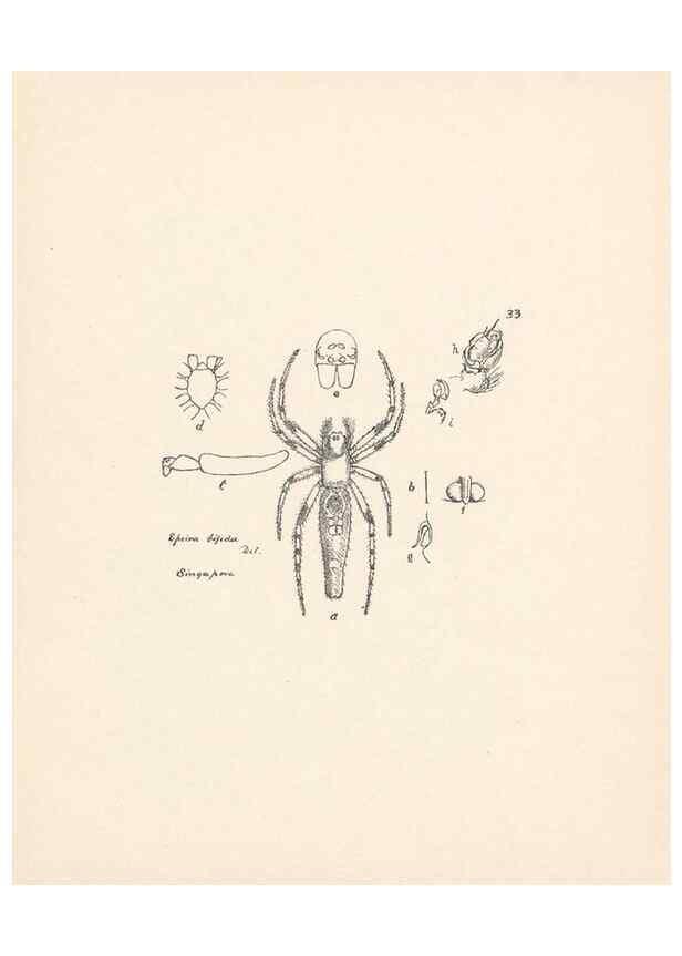 Reproducción/Reproduction 24543015455: Malaysian spiders.. Belfast :T. Workman,1896-1900.
