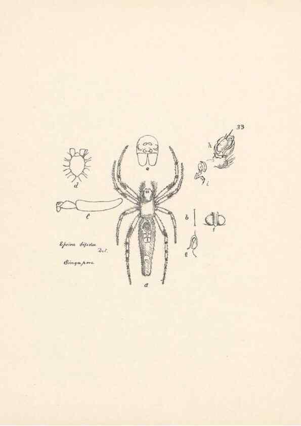 Reproducción/Reproduction 24543015455: Malaysian spiders.. Belfast :T. Workman,1896-1900.