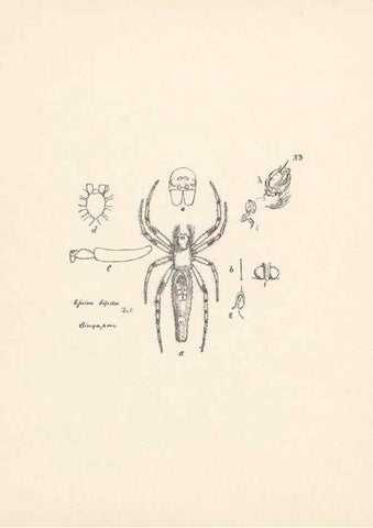 Reproducción/Reproduction 24543015455: Malaysian spiders.. Belfast :T. Workman,1896-1900.