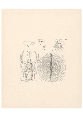Reproducción/Reproduction 24175250509: Malaysian spiders.. Belfast :T. Workman,1896-1900.