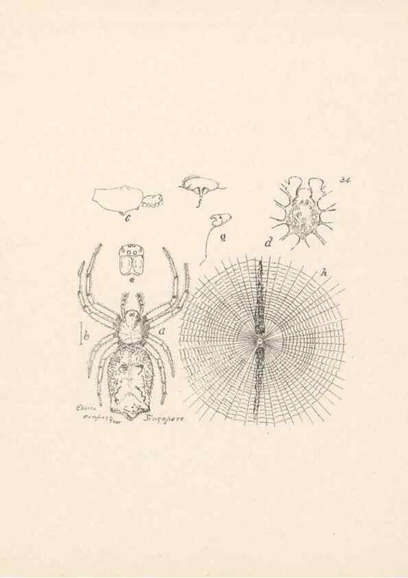 Reproducción/Reproduction 24175250509: Malaysian spiders.. Belfast :T. Workman,1896-1900.