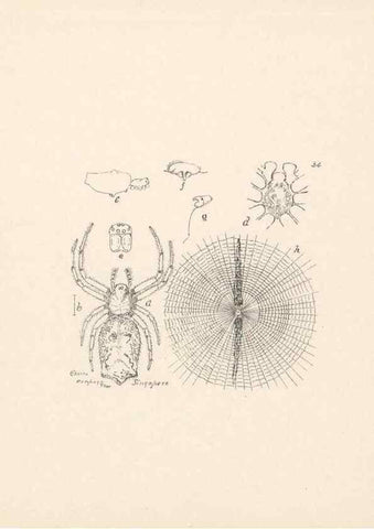 Reproducción/Reproduction 24175250509: Malaysian spiders.. Belfast :T. Workman,1896-1900.