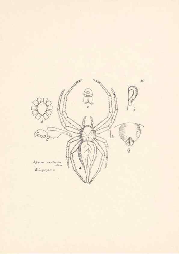 Reproducción/Reproduction 23914854634: Malaysian spiders.. Belfast :T. Workman,1896-1900.